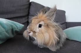 La durata di vita media di un coniglio ariete è similare a quella degli altri conigli: Coniglio D Angora Informazioni E Caratteristiche