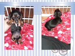 Louie's dachshund puppies for sale in nc: Dachshund Puppies For Sale Hancock Ia 316000 Petzlover