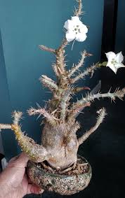 Image result for Pachypodium saundersii
