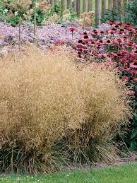 Image result for Deschampsia