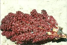 Image result for Sarcophyte