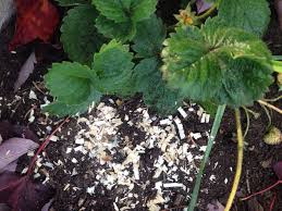 Using sawdust in the garden is not without its problems. Using Sawdust In The Garden Experiment Results And The Dangers Steemit