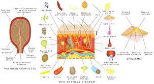 Skin Anatomy Stock Illustration Illustration Of Healthcare