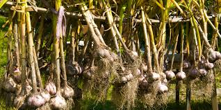Maybe you would like to learn more about one of these? How To Harvest And Cure Garlic This Summer And Replant This Fall Too
