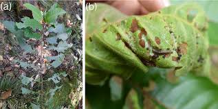 Image result for Harungana madagascariensis