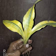 Image result for Sansevieria hyacinthoides