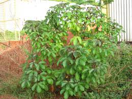 Image result for Jatropha gossypiifolia