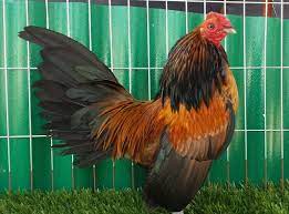 Perhaps it was the unique r. Poultry Trivia Questions