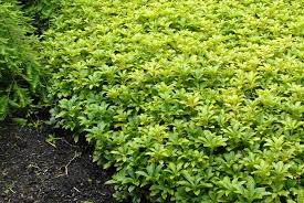 More images for pachysandra common name » Pachysandra Terminalis Carpet Box Japanese Pachysandra Japanese Spurge Pachysandra North Carolina Extension Gardener Plant Toolbox