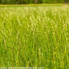 Lolium italicumbot.t italian ryegrass lolium multiflorum, syn.: Mehrjahriges Weidelgras 4n 39 Calibra 39 Fur Weiden 5 Kg Englisches Weidelgras Winterweidelgras Rochengras Garden Seeds Market Kostenloser Versand