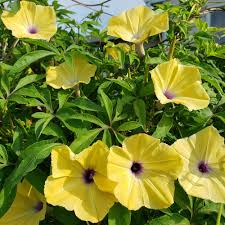 Image result for Ipomoea tuberculata