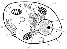 Nov 28, 2016 · natural selection is a pressure that causes groups of organisms to change over time. Cell Labeling Coloring Pages Inspirational Animal Cell Coloring Pages