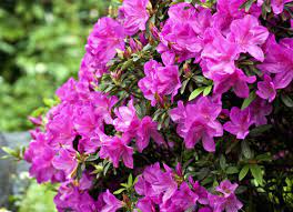 Check spelling or type a new query. Toxic Plants For Pets 25 Plants Cat And Dog Owners Should Avoid Bob Vila