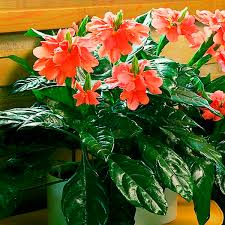 Crossandra thrives in warm weather, but requires a minimum winter outdoor temperature of 55 degrees fahrenheit. Crossandra Firecracker Plant Indoors Crossandra Infundibuliformis My Garden Life