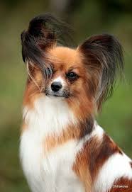 pin na doske butterfly dogs