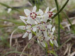 Image result for Wurmbea