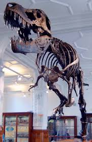Rex fossils are found in western north america, from alberta to texas. Tyrannosaurus Wikipedia
