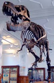 Refer to the coronavirus safety information page of our website for more information. Tyrannosaurus Wikipedia