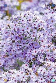 Aster Symphyotrichum Little Carlow Cordifolius Cross Breed Position Incomplete Shade Soil Wet Reasonably Summer Flowers Purple Flowers Beautiful Flowers