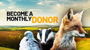 Powerful new animation exposes fox cub hunting - narrated by Chris Packham