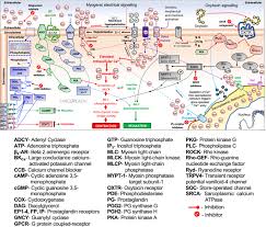Image result for Tocolytic