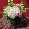 Check spelling or type a new query. Avas Flowers In Mesa Az With Reviews Yp Com