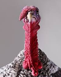 Portrait Animals Animal Planet Turkey Calling