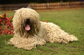 The most striking breed characteristic is the unusual but typical corded. Telling The Difference Between The Komondor And The Hungarian Puli Dog Breeds Pets4homes