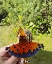 Bird Of Paradise Mating Dance Gif Https Encrypted Tbn0 Gstatic Com Images Q Tbn 3aand9gctr Kscqzfcdxmlnvxgap8afpfoahqahng0aw Usqp Cau