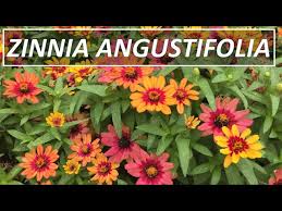 Image result for Zinnia angustifolia
