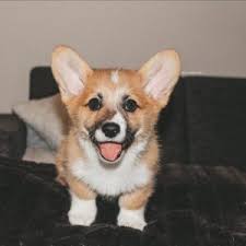 He is a 5 month old, 40 pound pup. Corgi Puppies For Sale Corgi Puppies Near Me Greenfield Puppies