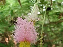 Image result for Dichrostachys