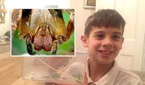 It moves quickly and aggressively. Brazilian Wandering Spider Found In London Schoolboy Finds Deadly Arachnid Nature News Express Co Uk