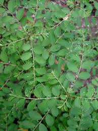 Image result for Phyllanthus tenellus