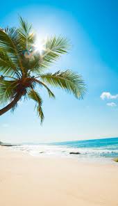 You can also upload and share your favorite sunny beach wallpapers. Free Download Sunny Beach Hawaii Pinterest Beach Beach Wallpaper And 768x1334 For Your Desktop Mobile Tablet Explore 29 Sunny Beach Wallpapers Sunny Beach Wallpaper Sunny Beach Wallpapers Sunny Wallpapers
