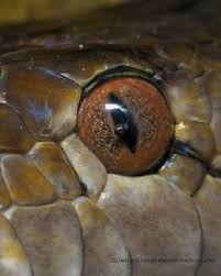 Blind snake, (superfamily typhlopoidea), any of several nonvenomous snakes characterized by degenerate eyes that lie beneath opaque head scales. 7 Animal Eyes Ideas Macro Photography Nature Photography Photography