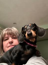 When do pregnant dachshunds start to show?