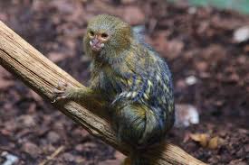 What is the best monkey for a pet? The Dangers Of China S Thumb Monkey Trend