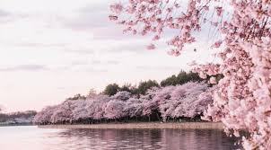 35 Cherry Blossom Tree Facts Best Cherry Blossom Facts