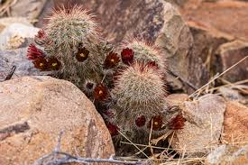They use the sun for energy to grow. Panther Path Big Bend National Park U S National Park Service