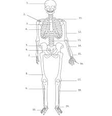 A flexible but inelastic cord of strong fibrous collagen tissue attaching a muscle to a bone. 34 Label The Skeletal System Label Design Ideas 2020
