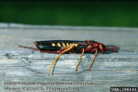 Stinging insects like bees and wasps sting with an ovipositor that is modified for defensive purposes. Hort Update For July 16 2020 Nebraska Extension Community Environment Nebraska