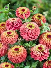 We did not find results for: Zinnia Queen Red Lime Media Database