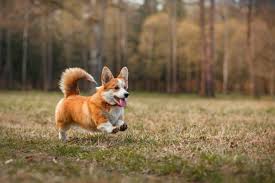 Use the search tool below and browse adoptable corgis! Is The Adorable Pembroke Welsh Corgi The Right Dog For Me K9 Web
