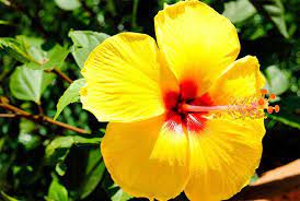 If your plant is too dry, you will initially notice the leaves turning yellow and falling off. How To Grow Vibrant Hibiscus