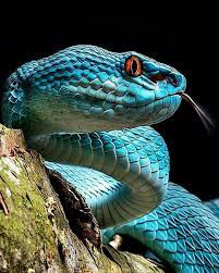 A Close Up Of The Blue Pit Viper A Venomous Pit Viper Species Endemic To Southeast Asia Nature Photography Makeup Quotes Pet Snake Snake Wallpaper Animals