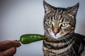 Also, vinegar spoils well the smell of cat urine. Can Cats Eat Spicy Food Avoderm