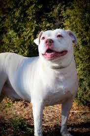 This is a list of notable people associated with bridgeport, connecticut who achieved great public distinction, listed in the category for which they are best known. Dogs For Adoption Near Bridgeport Ct Petfinder