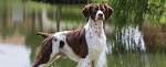Brittany Dogs| Brittany Dog Breed Info & Pictures | PetMD