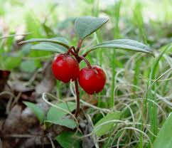 Teaberry, boxberry, and wintergreen being some of the most common names. Gaultheria Procumbens Eastern Spicy Wintergreen Wintergreen Go Botany